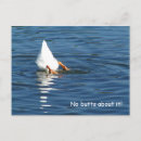 Recherche de canards cartes postales Humour