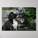 Recherche de montrez la posters Chien