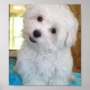 Recherche de marionnettes posters Chien
