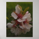 Recherche de sakura photographie Fleurs de cerisiers