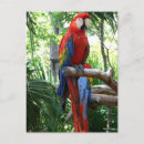 Recherche de ara rouge cartes postales Macaw