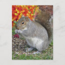 Recherche de pour manger cartes postales Rongeur