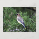 Recherche de arbre de cèdre cartes postales Cire