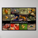Recherche de anémone posters Poisson