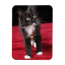 Recherche de chaton noir et blanc magnets Animal de compagnie