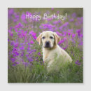 Recherche de labrador jaune cartes postales Fleurs