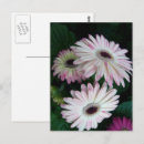 Recherche de gerber cartes postales Marguerie