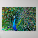 Recherche de oiseau bleu de paon posters Nature