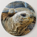 Recherche de tortue badges Reptile