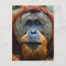 Recherche de sumatra cartes postales Bornéo