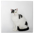 Recherche de chat noir et blanc carreaux Animal