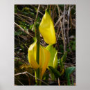 Recherche de chou fleur posters Jaune