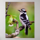 Recherche de pivert posters Observation d'oiseau
