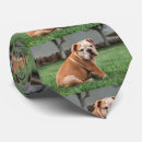 Recherche de bouledogues cravates Bouledogue anglais