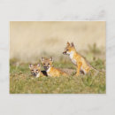 Recherche de terrier renard posters Famille