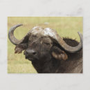 Recherche de buffle africain cartes postales Faune