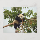 Recherche de panda Nature