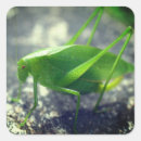 Recherche de grasshopper autocollants Faune