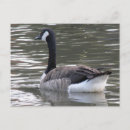 Recherche de canada goose posters Animaux