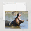 Recherche de hippopotames cartes postales Faune