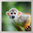 Recherche de singe sur la branche posters Mignon