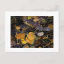 Recherche de arbre peuplier cartes postales Arbres