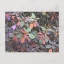 Recherche de couleurs chute cartes postales Nature