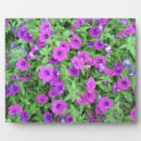 Recherche de pétunia maison deco Violet