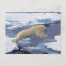 Recherche de ours arctique cartes postales Svalbard