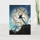 Recherche de pissenlit anniversaire cartes Photographie