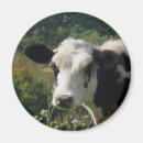 Recherche de vache holstein magnets Pâturage
