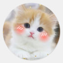 Recherche de visage de chats autocollants Chaton mignon