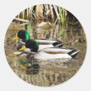 Recherche de chasse oiseau autocollants Oiseaux