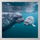Recherche de narwhal posters Vie marine