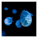 Recherche de méduses posters Pour tous