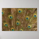 Recherche de plume de paon posters Plumage