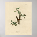 Recherche de audubon birds posters Illustration