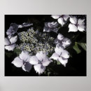 Recherche de hortensia posters Nature