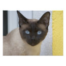 Recherche de chat siamois posters Adorable