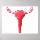 Recherche de urinaire posters Anatomie humaine