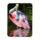 Recherche de spatule magnets Floride