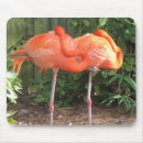 Recherche de flamants tapis souris Photographie
