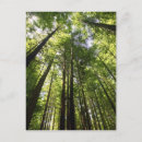 Recherche de zélande cartes postales Arbre