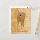 Recherche de drôle de cheval cartes postales Animal