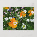 Recherche de fleurs sauvages orange cartes postales Pour tous