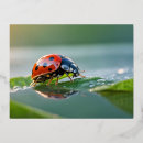Recherche de coccinelle colorée cartes postales Nature