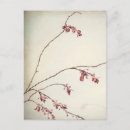 Recherche de prunier cartes postales Printemps