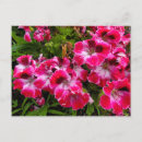 Recherche de géranium cartes postales Fleur