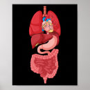 Recherche de organes internes posters Diagramme