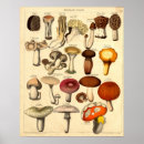 Recherche de champignon art Vintage